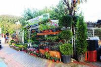 Sale Of Seasonal Flowering Plants In Alanya Mahmutlar